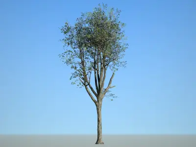 Broadleaf 006 Low-poly 3D model