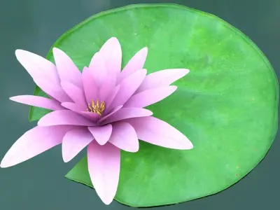 Water Lily Low-poly 3D model