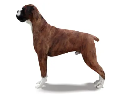 Boxer Dog 4K 3D model