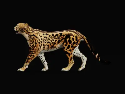 King Cheetah 3D model