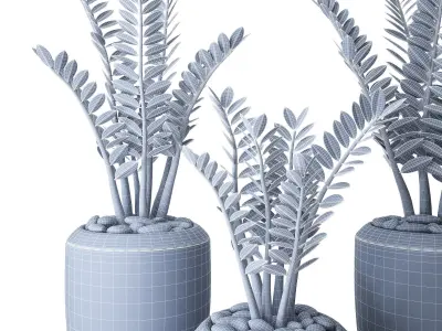 Zamioculcas three fern plants pots 3D model