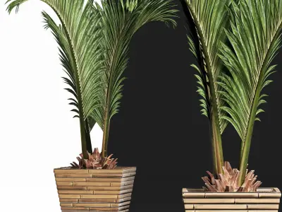 Plants Collection 180 Palm 3D model