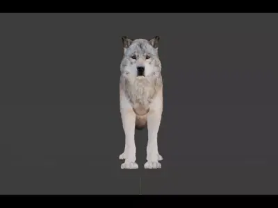 Classic Wolf Low-poly 3D model