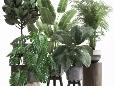 Houseplants in a flowerpot for the interior 1023 3D model