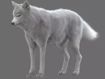 WhiteWolf 3D model