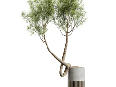 AV HousePlants Japandi Minimalism Ficus Dracaena Marginata16 3D model