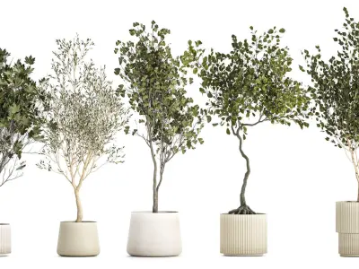 Set Of Beautiful Trees In Pots For Decoration 1331 3D model