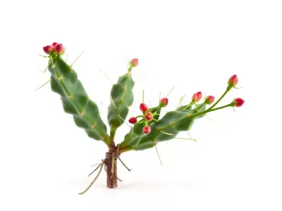 Vibrant Cactus Flower model pack Low-poly 3D model