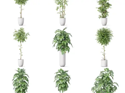 Plants collection vol 47