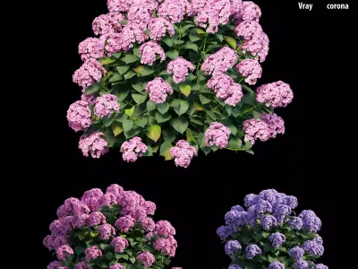 Hydrangea Plant set 23 3D model