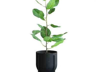 Ficus Plant 3D model