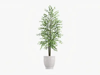 Decorative potted tree 02 3D model