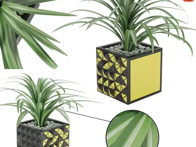 Chlorophytum comosum Free 3D model