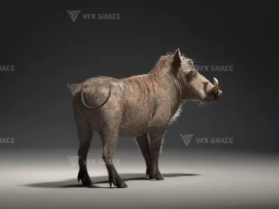 Warthog Animation  Blender 3D Model 3D model