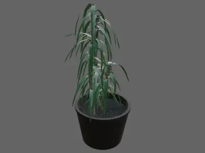 Vase with Plant - Dracena Low-poly 3D model