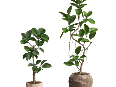 Ficus Elastica Plant Clay Stone Pot 3D model
