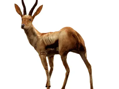 Generic Realtime African Brown Buck Low-poly 3D model