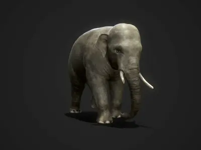 Asian Elephants - GameReady Low-poly 3D model