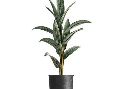 Alpinia in a pot for the interior 844 3D model