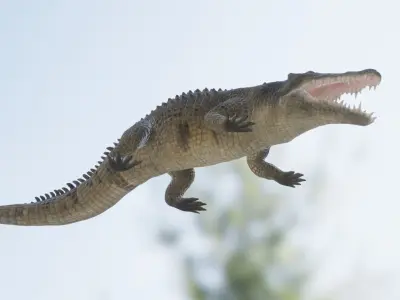 Saltwater Crocodile Low-poly 3D model