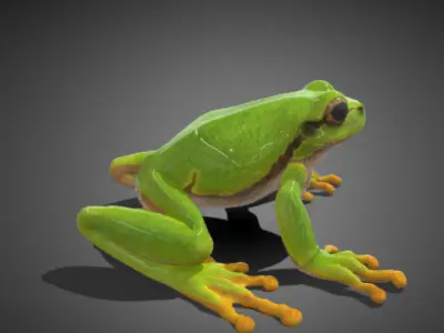 3D frog Model 3D model