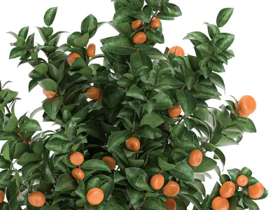 Citrus mandarin tree for the interior in white pot 681 3D model