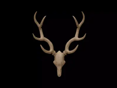 Antler deer skull 3D model