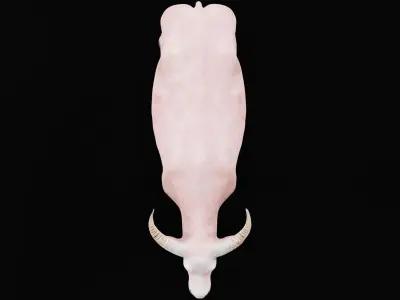 Albino Asian Water Buffalo  3D model