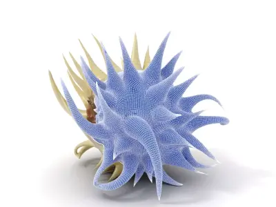 Spiky Ivory Sea Shell model pack Low-poly 3D model