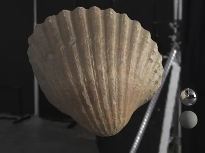 Cockle Sea Shell 3D model