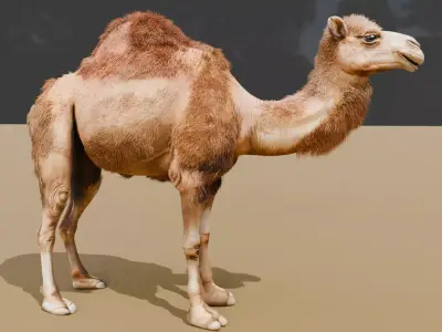 High-Quality 3D Camel Model Low-poly 3D model