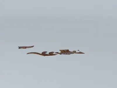 panel picture Free 3D model