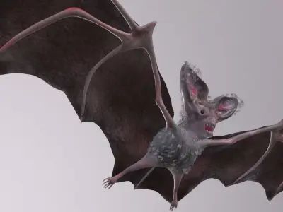 Bat Animated Low-poly 3D model