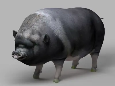 pig meat pork bacon pigletshoat swinedomestic 3D model
