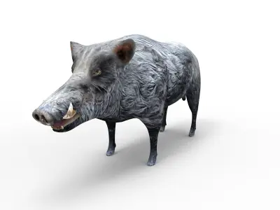 Black Wild Boar Rigged and Animated 3D Models Low-poly 3D model