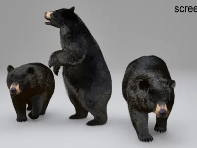 Black Bear Animated UNREAL project  Maya base rig 3D model