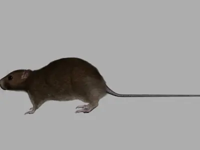 rat 3d model fur 3D model purchase