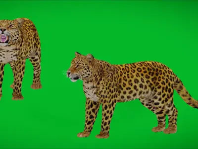 Amur Leopard Male Low-poly 3D model