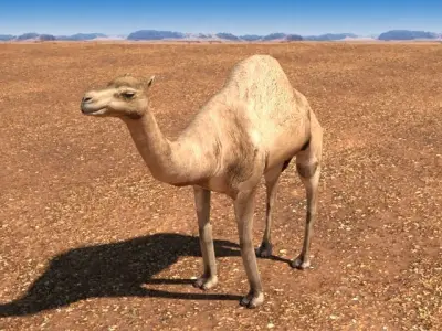Arabian Camel Low-poly 3D model