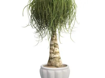 Ponytail Palm in Pot Low-poly 3D model