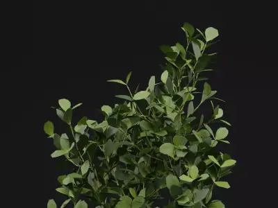 Buxus Sempervirens Shrub Plant 3D model