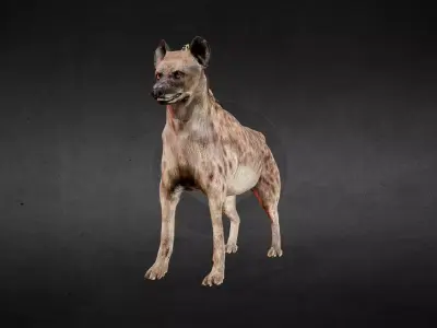 Hyena Spotted Animated PBR Low-poly 3D model
