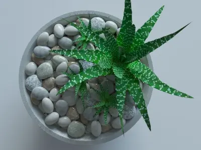 Succulents in bowl with stones 3D model