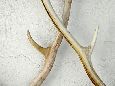 Naturally-Shed Deer Antlers 3D model