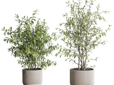 Indoor plant set 371 concrete vase plant tree shrub Low-poly 3D model