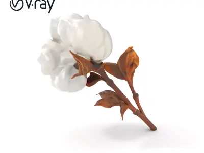 Cotton Plant Model Pack with High Detail Textures Low-poly 3D model