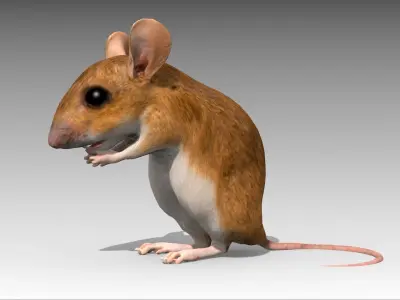 Mouse Low-poly 3D model