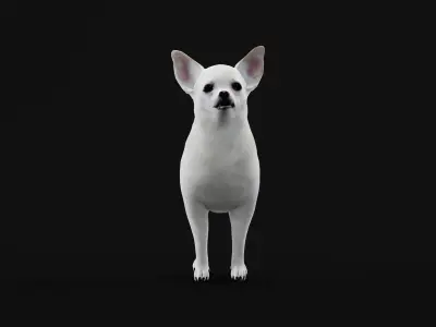 Spitz Dog Mixed Breed 3D model