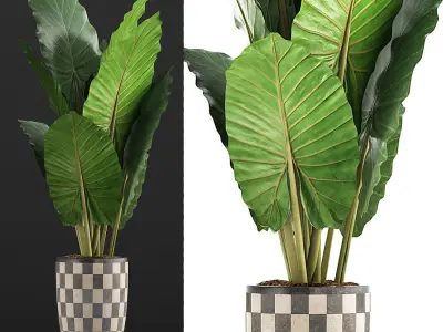 Plants Collection 88 3D model