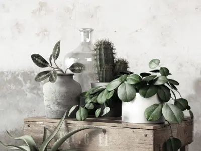 Plant Set in pot 3D model